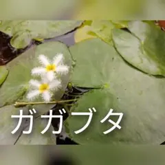 iku39様 リクエスト 2点 まとめ商品