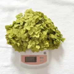 다이치 팜 애나벨 헤드 그린 8g 프리저브드 플라워