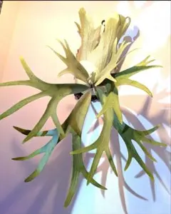 P. willinckii 月光爪哇 spore 1pot 二株 - メルカリ