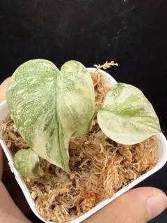 s*a様 極上 モンステラ クリームブリュレ 2025年最新】クリーム