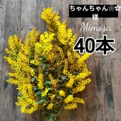 ちゃんちゃん❀✿様専用ページ