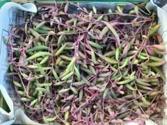 多肉植物 ルビーネックレス 大量