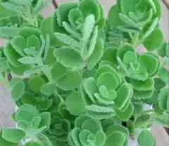 プレオ様 リクエスト 2点 まとめ商品