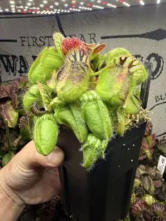 Cephalotus follicularis SOHG 02 BCP - メルカリ