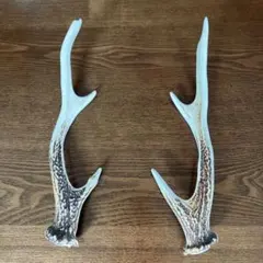 北海道産 鹿の角 約60cm - メルカリ