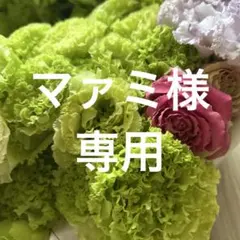 マァミ様専用トルコキキョウ　トルコギキョウ苗