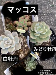 ドドシュカ様 リクエスト 3点 まとめ商品