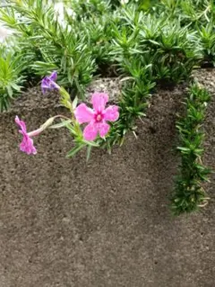 芝桜ピンクカット梱包込み45グラムのサムネイル