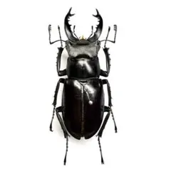 【標本】タケオミヤマクワガタ 野外品 中国四川省 39mmのサムネイル