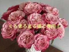 くろまろまろ様ご専用！バラ　苗　四季咲　① 切花　花持ち良い　レア