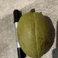 파치라 과일