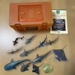 カロラータ立体図鑑サメの仲間