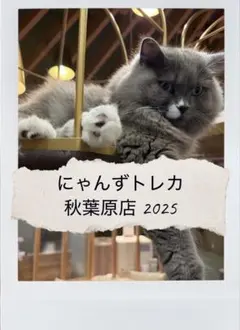 2026年最新】にゃんずトレカの人気アイテム - メルカリ