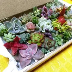 むうさん様 リクエスト 2点 まとめ商品