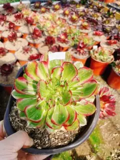 2026年最新】アエオニウム群生の人気アイテム - メルカリ