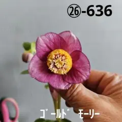 クリスマスローズ 認定！美黒姫 加藤農園 - メルカリ