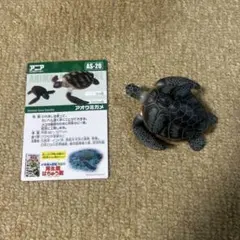 アニア　アオウミガメ(子ども付き)