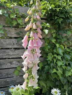ジギタリス アプリコット色 花種