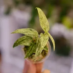 2025年最新】品種名：スキンダプサス その他観葉植物の人気アイテム