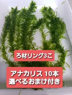 無農薬アナカリス 10本＋選べるおまけ付き＋ろ材リング付き マツモ 、ウォーターのサムネイル