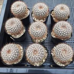 ノトカクタス 細粒玉 古株 5号菊鉢 獅子王丸 サボテン 木質化 - メルカリ