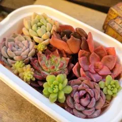 2026年最新】マティバ 多肉の人気アイテム - メルカリ