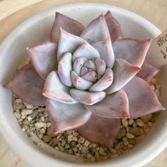 2026年最新】beehouse 多肉の人気アイテム - メルカリ