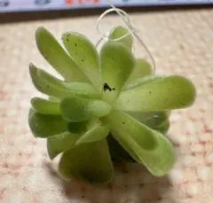 あ*り様 n767ヒメアシナガムシトリスミレ ピンギキュラ・エセリアナ　メキシ