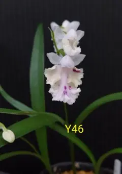 ウチョウラン　2ポット Y46Y47のサムネイル