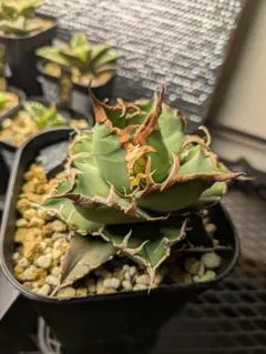 Agave titanota アガベ チタノタ “豆豆龍 (トトロ)” - メルカリ