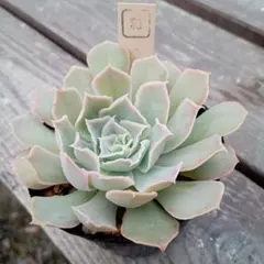 かんちゃん様 リクエスト 5点 まとめ商品