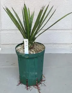 現品】ユッカ・フィリフェラ（Yucca filifera）8号 K2番 - メルカリ