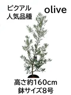 オリーブの木 タラスコア 8号 約140cm K-425 希少品種 現品掲載 - メルカリ