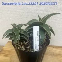 リルーシェ様 リクエスト 3点 まとめ商品