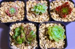 多肉植物5品種セット「ブルーアップル&メビナ斑入り&白月影&ピンクルルビー&レッ