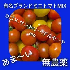 採れたて新鮮　甘い　ブランドミニトマト　農薬無し　家庭菜園　品種ミックス　１㎏のサムネイル