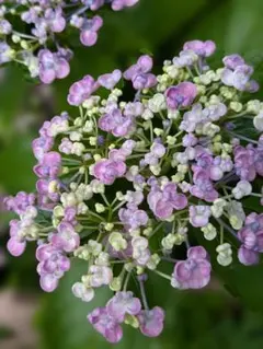 みど様 リクエスト 2点 まとめ商品