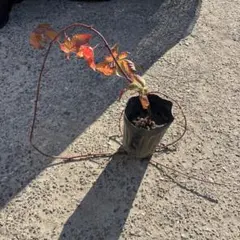 ポイセンベリー　ブラックベリーの一種　大苗　匿名配送　③