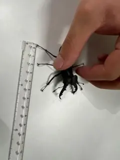 ファーブル昆虫記に登場するスカラベ 標本 フンチュウ フンコロガシ