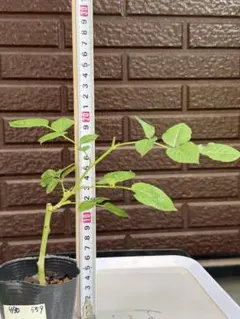 578 バラ苗 バラ挿し木苗 枝太め 藤色 り - メルカリ