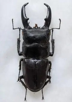 昆虫標本】フェモラリスツヤクワガタ原名亜種 短歯82㍉ - メルカリ