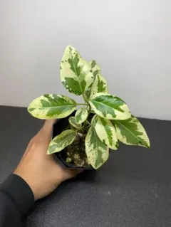 2025年最新】斑入り フランスゴムの人気アイテム - メルカリ