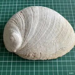 オーストラリアアワビ　一個　ハンドメイド素材　アクアリュウム素材