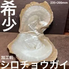 【ラスト1点】希少　オーストラリア産　加工前　シロチョウガイ　2枚セット