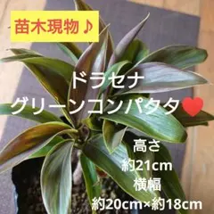 aty213様 リクエスト 3点 まとめ商品