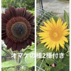 ひまわりの種2種　各20粒