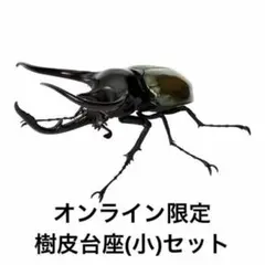 いきもの大図鑑 かぶとむし10 コーカサスオオカブト（改）