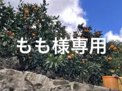 せとか　訳あり　大中混合　5kg