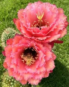専用ページです！花サボテン カキコ2個♬ 襞華女王 新品種柱サボテン 花20cm+ 巨大カキコ - メルカリ