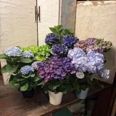 【特選】　アジサイ　5寸6種6鉢 紫陽花のサムネイル